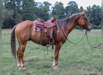 American Quarter Horse, Wallach, 4 Jahre, 152 cm, Falbe