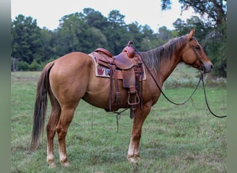 American Quarter Horse, Wallach, 4 Jahre, 152 cm, Falbe