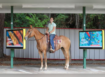 American Quarter Horse, Wallach, 4 Jahre, 152 cm, Falbe
