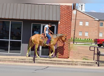 American Quarter Horse, Wallach, 4 Jahre, 152 cm, Falbe