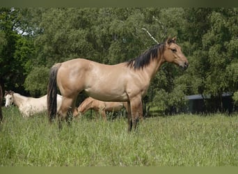 American Quarter Horse, Wallach, 4 Jahre, 152 cm, Falbe