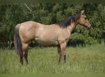 American Quarter Horse, Wallach, 4 Jahre, 152 cm, Falbe