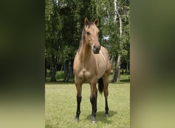 American Quarter Horse, Wallach, 4 Jahre, 152 cm, Falbe