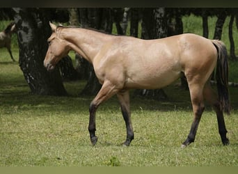American Quarter Horse, Wallach, 4 Jahre, 152 cm, Falbe
