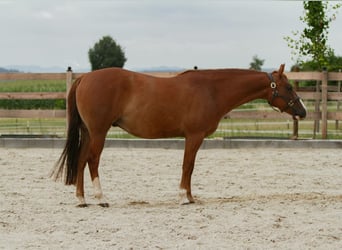 American Quarter Horse, Wallach, 4 Jahre, 152 cm, Fuchs