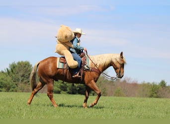 American Quarter Horse, Wallach, 4 Jahre, 152 cm, Palomino