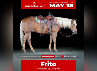 American Quarter Horse, Wallach, 4 Jahre, 152 cm, Palomino