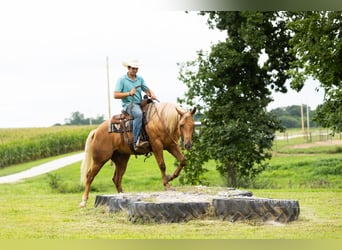 American Quarter Horse, Wallach, 4 Jahre, 152 cm, Palomino