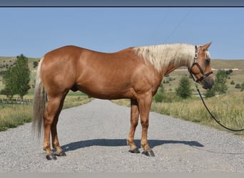 American Quarter Horse, Wallach, 4 Jahre, 152 cm, Palomino