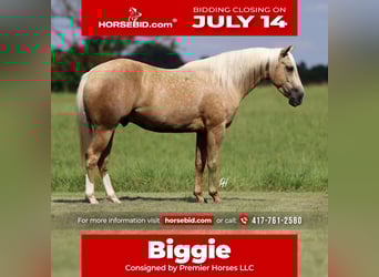 American Quarter Horse, Wallach, 4 Jahre, 152 cm, Palomino
