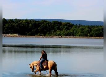 American Quarter Horse, Wallach, 4 Jahre, 152 cm, Palomino