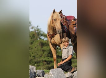 American Quarter Horse, Wallach, 4 Jahre, 152 cm, Palomino