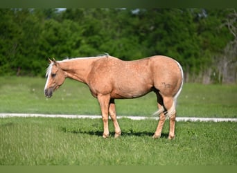 American Quarter Horse, Wallach, 4 Jahre, 152 cm, Palomino