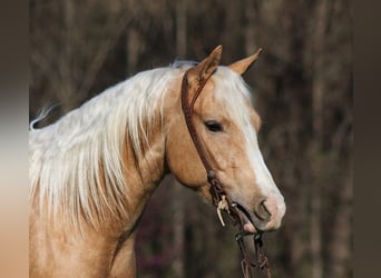American Quarter Horse, Wallach, 4 Jahre, 152 cm, Palomino