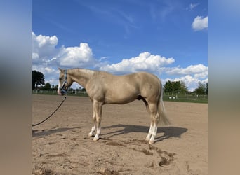 American Quarter Horse, Wallach, 4 Jahre, 152 cm, Palomino