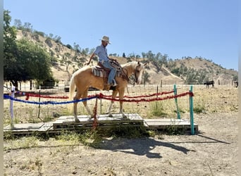 American Quarter Horse, Wallach, 4 Jahre, 152 cm, Palomino
