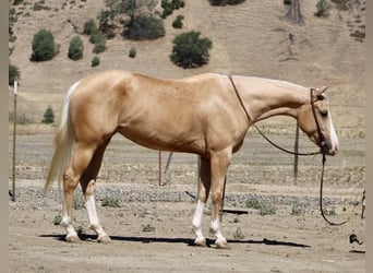 American Quarter Horse, Wallach, 4 Jahre, 152 cm, Palomino