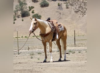 American Quarter Horse, Wallach, 4 Jahre, 152 cm, Palomino