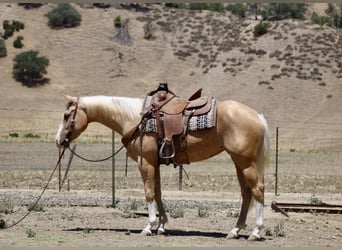 American Quarter Horse, Wallach, 4 Jahre, 152 cm, Palomino