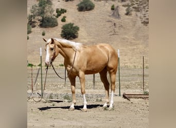 American Quarter Horse, Wallach, 4 Jahre, 152 cm, Palomino