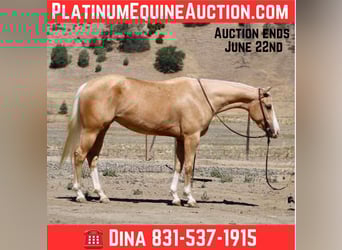 American Quarter Horse, Wallach, 4 Jahre, 152 cm, Palomino