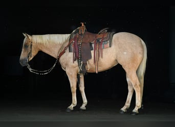 American Quarter Horse, Wallach, 4 Jahre, 152 cm, Palomino