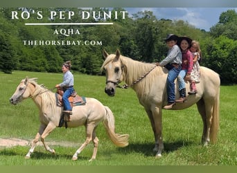 American Quarter Horse, Wallach, 4 Jahre, 152 cm, Palomino
