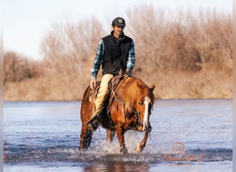American Quarter Horse, Wallach, 4 Jahre, 152 cm