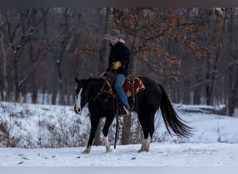 American Quarter Horse, Wallach, 4 Jahre, 152 cm