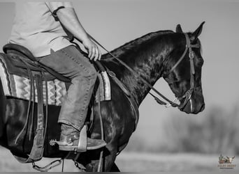 American Quarter Horse, Wallach, 4 Jahre, 152 cm, Rappe
