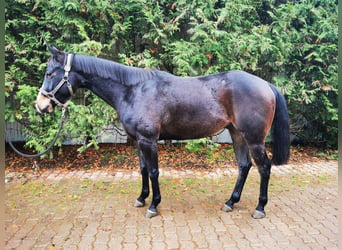 American Quarter Horse, Wallach, 4 Jahre, 152 cm, Rappe