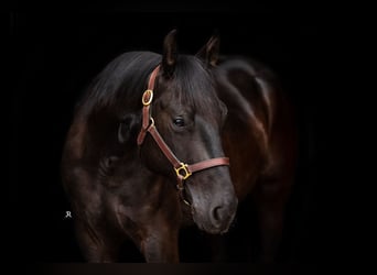 American Quarter Horse, Wallach, 4 Jahre, 152 cm, Rappe
