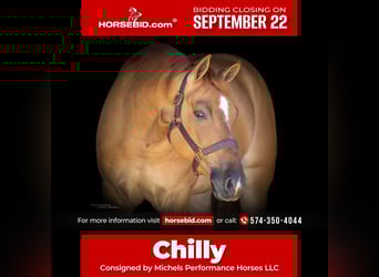 American Quarter Horse, Wallach, 4 Jahre, 152 cm, Red Dun