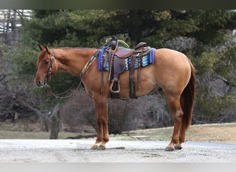 American Quarter Horse, Wallach, 4 Jahre, 152 cm, Red Dun