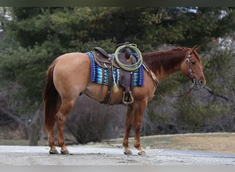 American Quarter Horse, Wallach, 4 Jahre, 152 cm, Red Dun