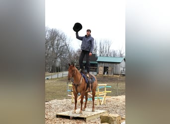 American Quarter Horse, Wallach, 4 Jahre, 152 cm, Red Dun