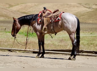 American Quarter Horse, Wallach, 4 Jahre, 152 cm, Roan-Bay