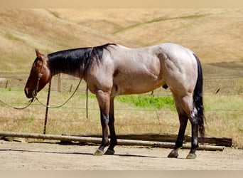 American Quarter Horse, Wallach, 4 Jahre, 152 cm, Roan-Bay