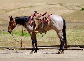 American Quarter Horse, Wallach, 4 Jahre, 152 cm, Roan-Bay