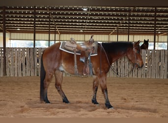 American Quarter Horse, Wallach, 4 Jahre, 152 cm, Roan-Bay