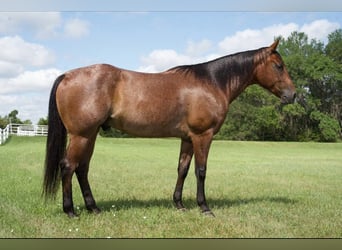 American Quarter Horse, Wallach, 4 Jahre, 152 cm, Roan-Bay