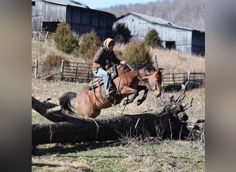 American Quarter Horse, Wallach, 4 Jahre, 152 cm, Roan-Bay