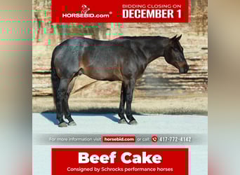 American Quarter Horse, Wallach, 4 Jahre, 152 cm, Roan-Bay