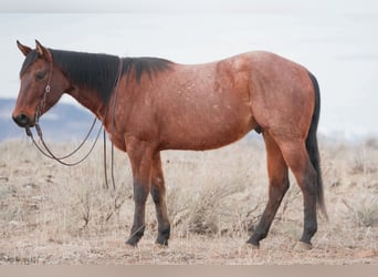 American Quarter Horse, Wallach, 4 Jahre, 152 cm, Roan-Bay