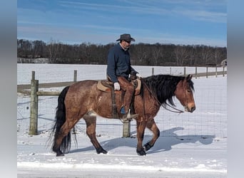 American Quarter Horse, Wallach, 4 Jahre, 152 cm, Roan-Bay