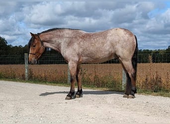 American Quarter Horse, Wallach, 4 Jahre, 152 cm, Roan-Bay