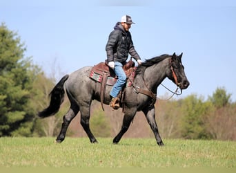 American Quarter Horse, Wallach, 4 Jahre, 152 cm, Roan-Blue