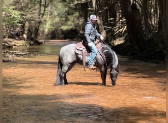 American Quarter Horse, Wallach, 4 Jahre, 152 cm, Roan-Blue