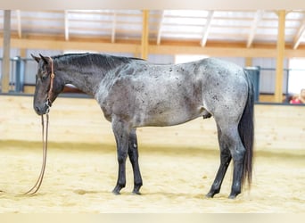 American Quarter Horse, Wallach, 4 Jahre, 152 cm, Roan-Blue