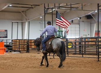 American Quarter Horse, Wallach, 4 Jahre, 152 cm, Roan-Blue